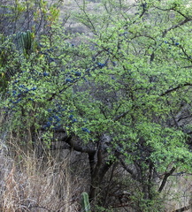 Forestiera phillyreoides