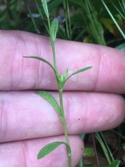 Astranthium ciliatum