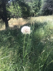 Tragopogon