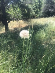 Tragopogon