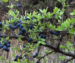 Forestiera phillyreoides