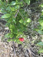 Punica granatum