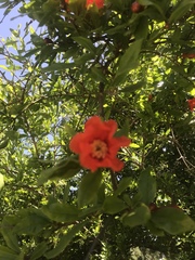 Punica granatum
