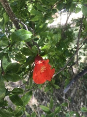 Punica granatum