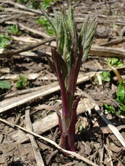 Jacobaea cannabifolia