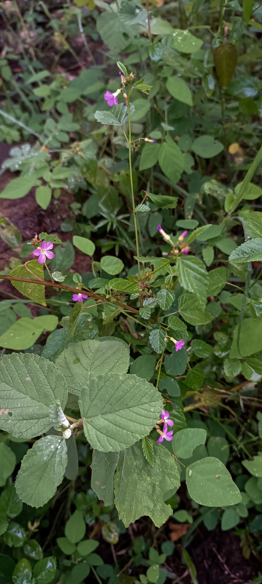 Melochia pyramidata