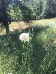 Tragopogon