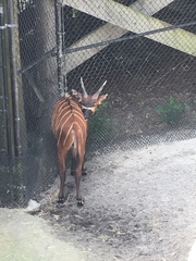 Tragelaphus eurycerus