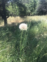 Tragopogon