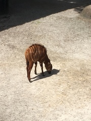 Tragelaphus eurycerus