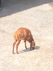 Tragelaphus eurycerus