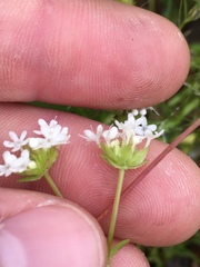Valerianella nuttallii
