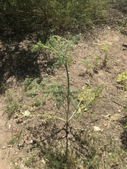 Conium maculatum