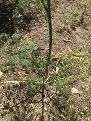 Conium maculatum