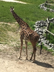 Giraffidae