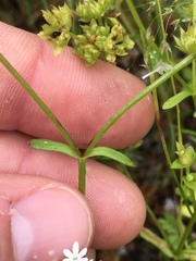Valerianella nuttallii
