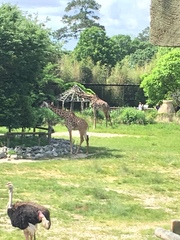 Giraffidae