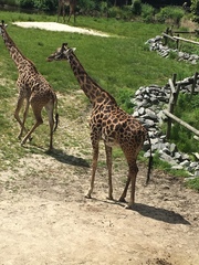 Giraffidae