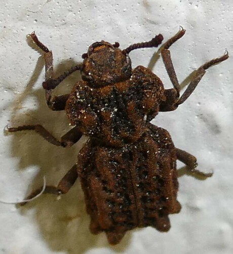 Eastern Ironclad Beetle photo 3