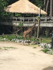 Giraffidae