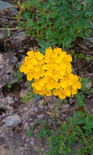 Image of Hypericum scabrum by (c) Igor Karyakin, some rights reserved (CC BY)