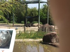 Ceratotherium simum