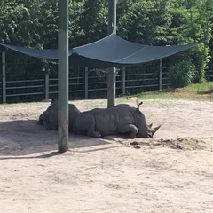 Ceratotherium simum