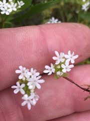 Valerianella nuttallii