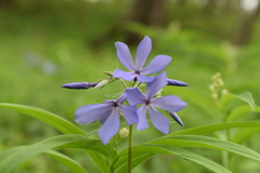 Phlox divaricata