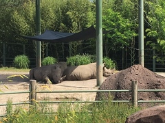Ceratotherium simum