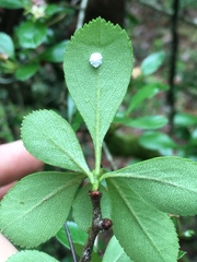 Crataegus berberifolia