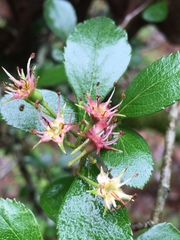 Crataegus berberifolia