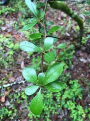 Crataegus berberifolia