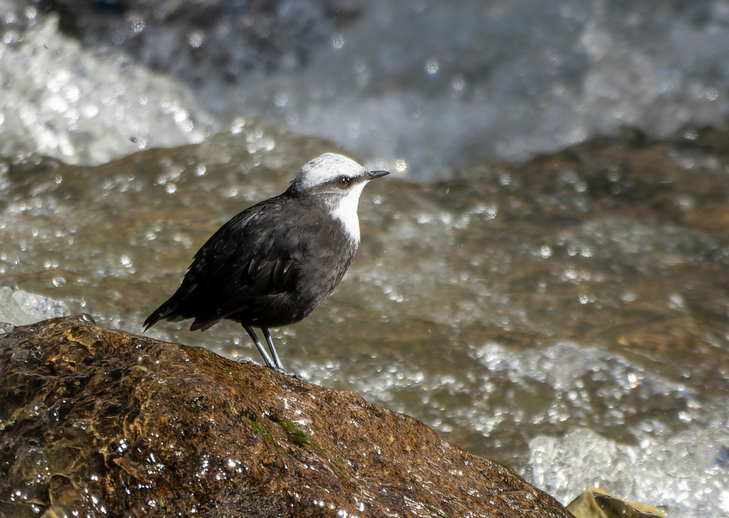 White-capped Dipper (White-capped)