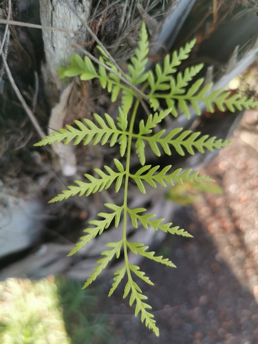 Pteris tremula