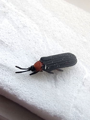Chalepus bicolor photo 4