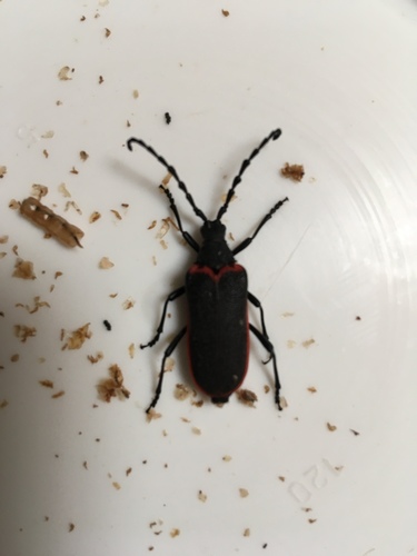 California Elderberry Borer photo 5