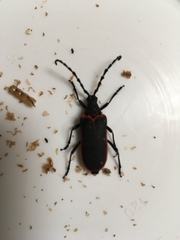 Desmocerus californicus