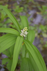 Maianthemum stellatum