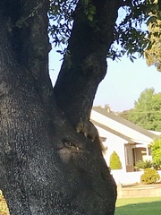 Sciurus niger