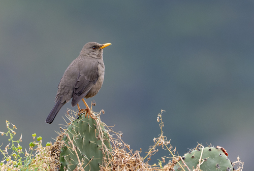 Turdus chiguanco conradi