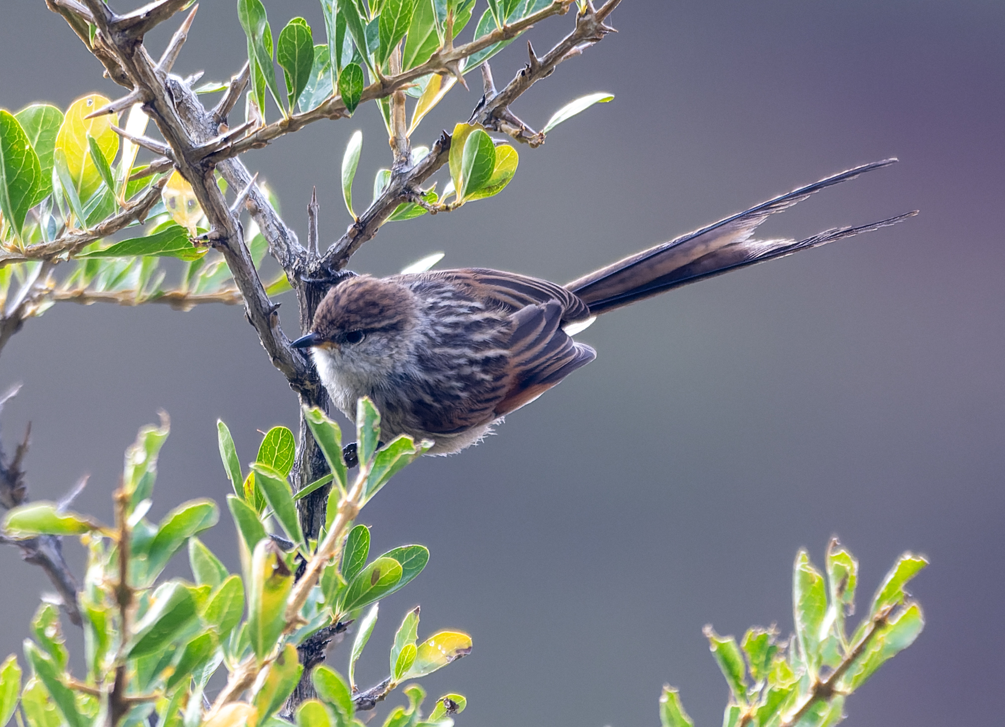 Streak-backed Tit-Spinetail (Leptasthenura striata), photo 2