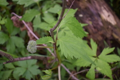 Hydrophyllum virginianum