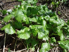 Parasenecio kamtschaticus