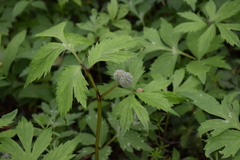 Hydrophyllum virginianum