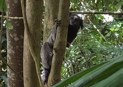 Callithrix jacchus × penicillata