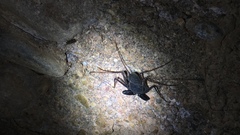 Paraphrynus carolynae