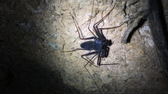 Paraphrynus carolynae