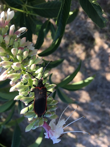 California Elderberry Borer photo 4