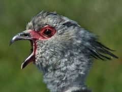 Southern Screamer photo 3